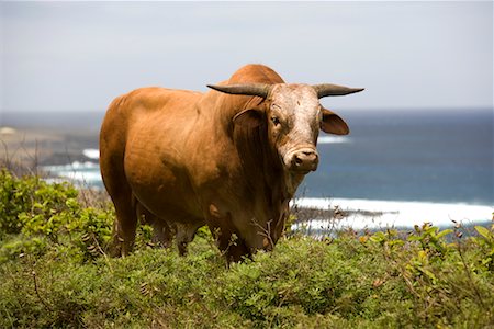 steer - Steer on Easter Island, Chile Stock Photo - Rights-Managed, Code: 700-02217140