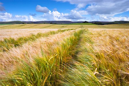 Clouds over Wheat Fields, East Lothian, Scotland, England Fotografie stock - Rights-Managed, Codice: 700-02217219
