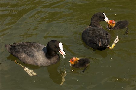 foulque - Foulques de bébé étant alimentés en eau, l Uitdam, Hollande-septentrionale, Pays-Bas Photographie de stock - Rights-Managed, Code: 700-02222999