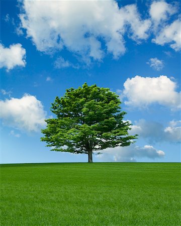 Lone Maple Tree in Field Stock Photo - Rights-Managed, Code: 700-02232027