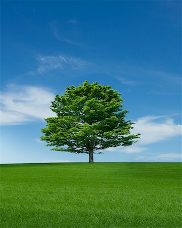 Maple Tree in Field Foto de stock - Con derechos protegidos, Código: 700-02232028