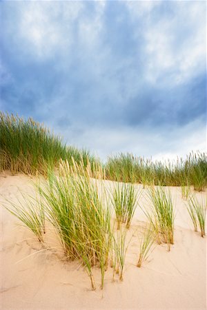 Ammophile dans les Dunes, la réserve naturelle nationale de Forvie, Aberdeenshire, en Écosse Photographie de stock - Rights-Managed, Code: 700-02244774