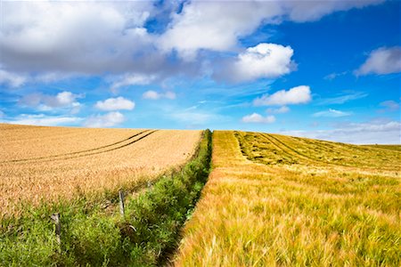 field of grain - Clôture à travers les champs de blé, dans l'Aberdeenshire, en Écosse Photographie de stock - Rights-Managed, Code: 700-02244772