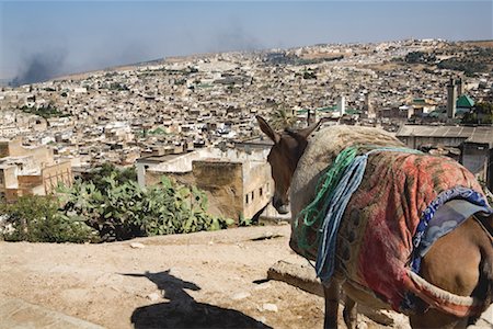 Donkey Overlooking City, Fez, Morocco Foto de stock - Con derechos protegidos, Código: 700-02245100