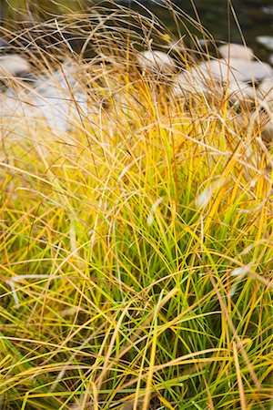 Grass on Riverbank, Merced River, Yosemite National Park, California, USA Stock Photo - Rights-Managed, Code: 700-02245499