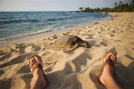 Tortue de mer sur la plage près de pieds de l'homme, Hawaii Photographie de stock - Rights-Managed, Code: 700-02245541