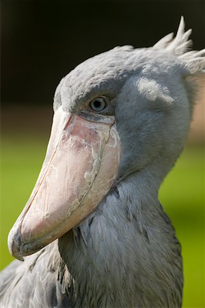 Close-up of Shoebill Stock Photo - Rights-Managed, Code: 700-02245799