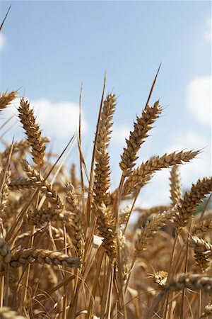 Grain in Field, Mecklenburg- Vorpommern, Germany Stock Photo - Rights-Managed, Code: 700-02245809