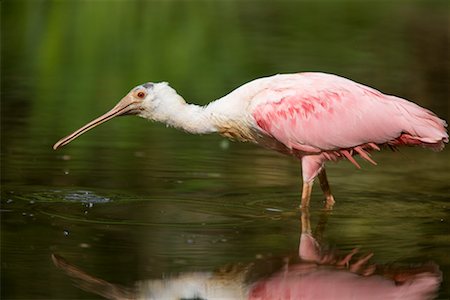 roseate spoonbill - Roseate Spoonbill Drinking Stock Photo - Rights-Managed, Code: 700-02245825