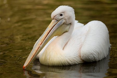 pelican - White Pelican Stock Photo - Rights-Managed, Code: 700-02245827