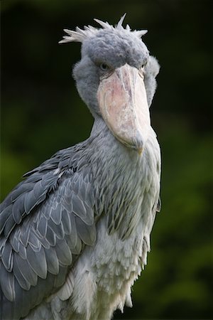Portrait de l'oiseau de Shoebill Photographie de stock - Rights-Managed, Code: 700-02257696