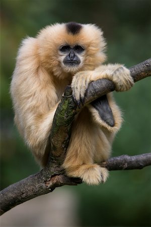 Gibbon in Tree Stock Photo - Rights-Managed, Code: 700-02257713