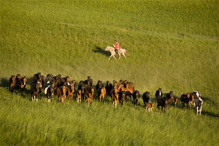 Horseman Herding Horses, Inner Mongolia, China Stock Photo - Rights-Managed, Code: 700-02264842