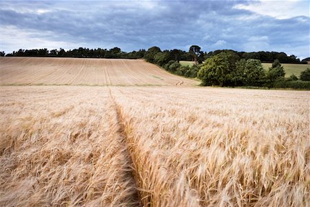 Wheat Field at Dusk, Scottish Borders, Scotland Stock Photo - Rights-Managed, Code: 700-02260058