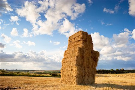 field crop sunrise nobody - Tall Stack of Hay Bales in Field, East Lothian, Scotland Foto de stock - Con derechos protegidos, Código: 700-02260062