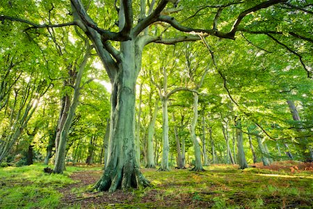 Forest in East Lothian, Scotland Stock Photo - Rights-Managed, Code: 700-02260076