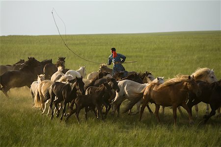 fouet (lanière) - Cavalier en arrondissant les chevaux dans le champ, la Mongolie intérieure, Chine Photographie de stock - Rights-Managed, Code: 700-02263883