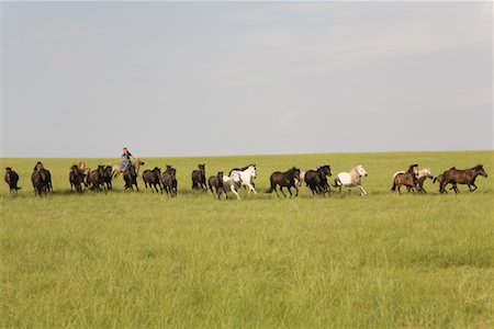 Horseman Herding Horses, Inner Mongolia, China Foto de stock - Con derechos protegidos, Código: 700-02263896