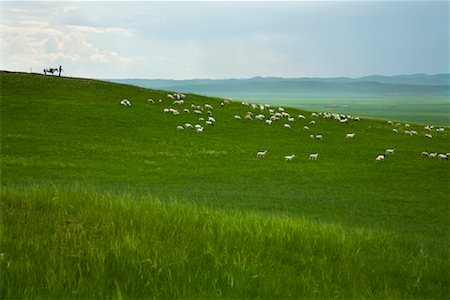 Shepherd With Flock in Inner Mongolia, China Stock Photo - Rights-Managed, Code: 700-02288340
