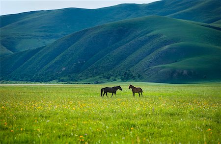 simsearch:700-00079878,k - Horses Standing in Field, Gurustai Ecological Preserve, Inner Mongolia, China Stock Photo - Rights-Managed, Code: 700-02288358