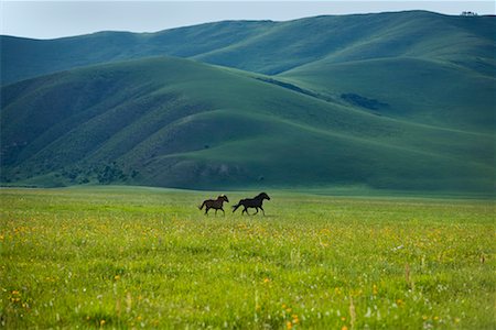 Chevaux en cours d'exécution dans le champ, Gurustai écologique préserver, la Mongolie intérieure, Chine Photographie de stock - Rights-Managed, Code: 700-02288359