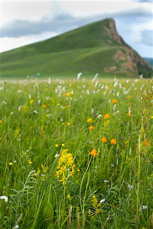 Wildblumen in Feuchtgebieten, halb Hill, ökologische Gurustai bewahren, Innere Mongolei, China Stockbilder - Lizenzpflichtiges, Bildnummer: 700-02288351