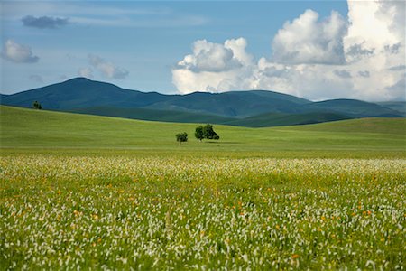 simsearch:700-02288356,k - Field of Wildflowers, Gurustai Ecological Preserve, Inner Mongolia, China Foto de stock - Con derechos protegidos, Código: 700-02288352