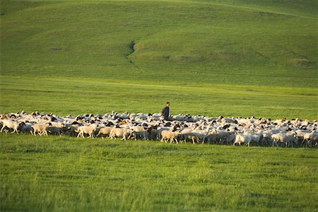 Conserver les bergers avec troupeau de chèvres et de moutons, Gurustai écologique, la Mongolie intérieure, Chine Photographie de stock - Rights-Managed, Code: 700-02288365