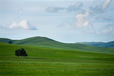 simsearch:700-00079878,k - Lone Tree in Field, Gurustai Ecological Preserve, Inner Mongolia, China Stock Photo - Rights-Managed, Code: 700-02288360
