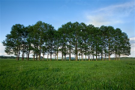 Row of Chinese Elm Trees, Gurustai Ecological Preserve, Inner Mongolia, China Stock Photo - Rights-Managed, Code: 700-02288361