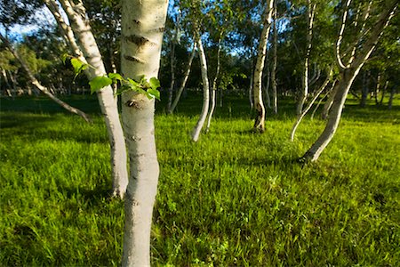 White Birch Trees, Gurustai Ecological Preserve, Inner Mongolia, China Stock Photo - Rights-Managed, Code: 700-02288363