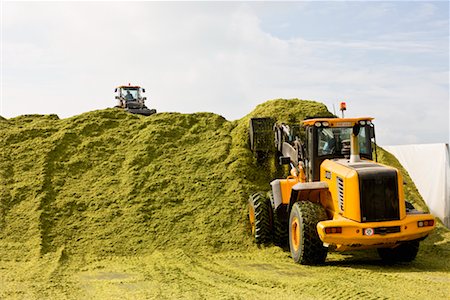 Tracteurs empilage d'ensilage de maïs pour le biogaz Photographie de stock - Rights-Managed, Code: 700-02288932