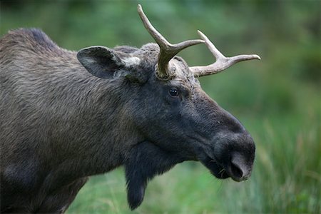 Portrait of Moose Stock Photo - Rights-Managed, Code: 700-02289156