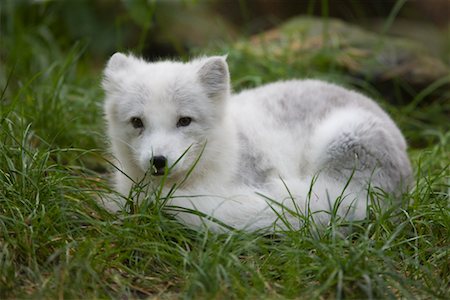 perro salvaje - Portrait of Arctic Fox Pup Foto de stock - Con derechos protegidos, Código: 700-02289159