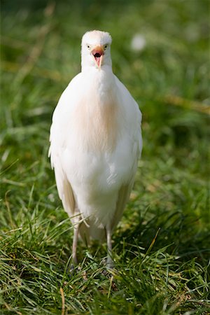 Portrait of Cattle Egret Foto de stock - Con derechos protegidos, Código: 700-02289168