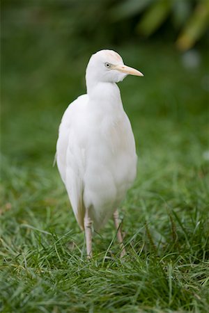 Portrait of Cattle Egret Foto de stock - Con derechos protegidos, Código: 700-02289169