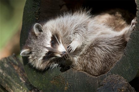 procyon lotor - Portrait of Raccoon Foto de stock - Con derechos protegidos, Código: 700-02289160