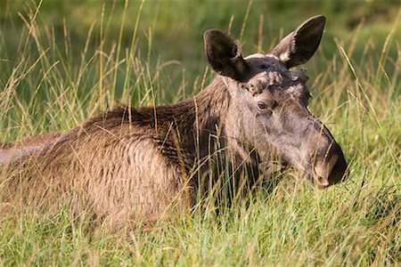 Portrait of Moose Stock Photo - Rights-Managed, Code: 700-02289343