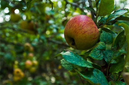 Apple on Tree Fotografie stock - Rights-Managed, Codice: 700-02289457