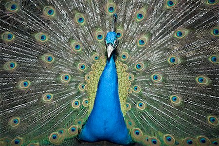 Portrait of Peacock, Skansen, Djurgarden, Stockholm, Sweden Stock Photo - Rights-Managed, Code: 700-02289482