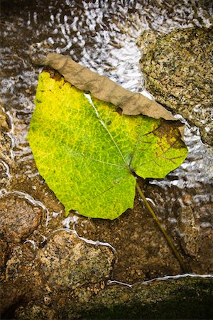 simsearch:700-03084024,k - Leaf in Stream, Seoul, South Korea Stock Photo - Rights-Managed, Code: 700-02289606