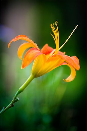 Close-Up of Lily, Seonyudo Park, Seoul, South Korea Stock Photo - Rights-Managed, Code: 700-02289608