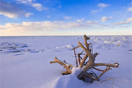 Branche d'arbre morts en hiver paysage, Québec, Gaspasie, Canada Photographie de stock - Rights-Managed, Code: 700-02289744