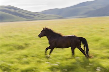Horse Running through Field, Inner Mongolia, China Foto de stock - Con derechos protegidos, Código: 700-02289828