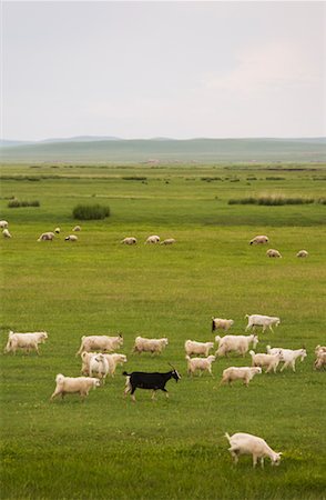 simsearch:700-02288356,k - Goats in Grassland, Inner Mongolia, China Foto de stock - Con derechos protegidos, Código: 700-02289820