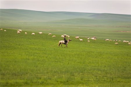 Shepherd on Horseback by Flock, Inner Mongolia, China Foto de stock - Con derechos protegidos, Código: 700-02289821