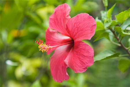 Close-Up of Hibiscus Flower Foto de stock - Con derechos protegidos, Código: 700-02314926