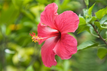 Close-Up of Hibiscus Flower Foto de stock - Direito Controlado, Número: 700-02314926