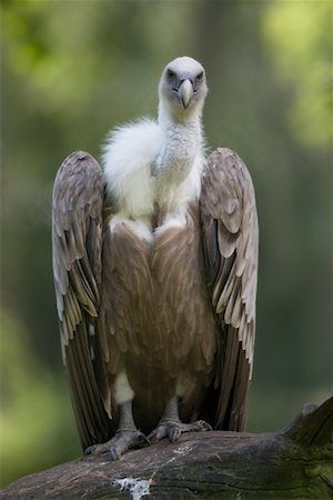 Portrait of Griffon Vulture Foto de stock - Direito Controlado, Número: 700-02315055