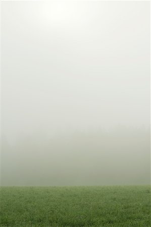 dewdrops grass - Morning Mist, Hof bei Salzburg, Salzburg-Umgebung, Salzburger Land, Austria Stock Photo - Rights-Managed, Code: 700-02315096